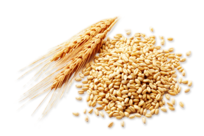  Wheat Germ